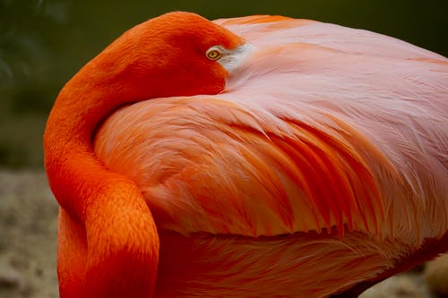 橙色火烈鸟的特写照片 · 免费素材图片