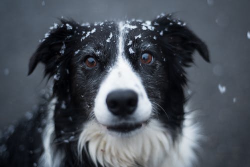 成人黑白边境牧羊犬的选择性聚焦摄影 · 免费素材图片