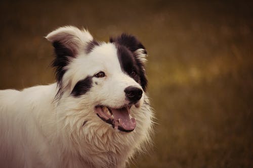 成人黑白边境牧羊犬 · 免费素材图片