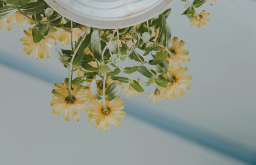 白色陶瓷锅上花瓣花的低角度摄影 · 免费素材图片
