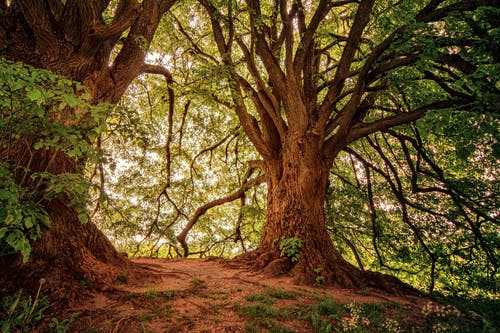 绿叶树木风景摄影 · 免费素材图片