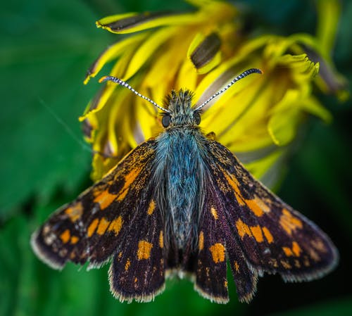 黄色花朵上的蝴蝶 · 免费素材图片