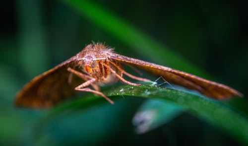 飞蛾的宏观摄影栖息在叶子上 · 免费素材图片