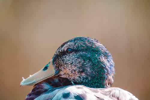 绿头野鸭的特写照片 · 免费素材图片