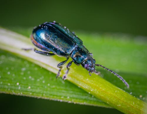 在绿色的叶子，在特写摄影中的甲虫 · 免费素材图片