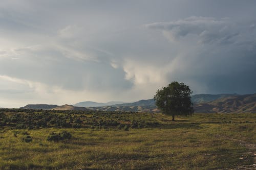 多云的白天绿树 · 免费素材图片