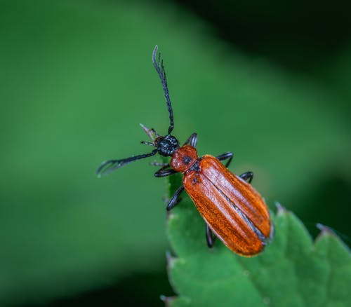 角甲虫栖息在绿叶上 · 免费素材图片