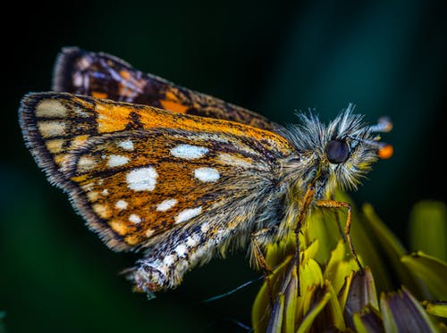 蝴蝶的宏观照片 · 免费素材图片