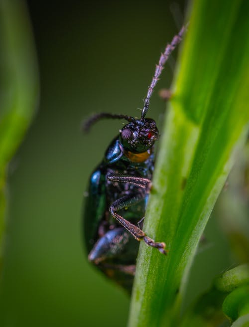 在微距摄影的叶子上的甲虫 · 免费素材图片