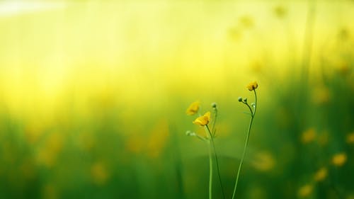 黄色的花瓣花的选择性焦点照片 · 免费素材图片