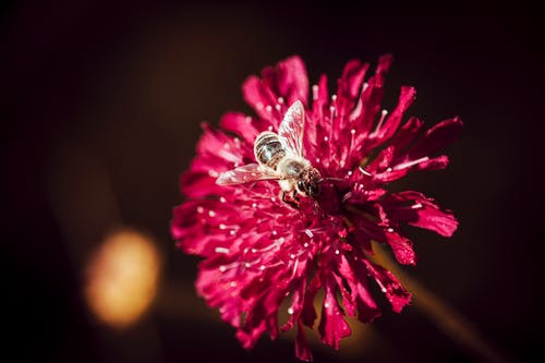 蜜蜂的宏观照片栖息在粉红色的花上 · 免费素材图片