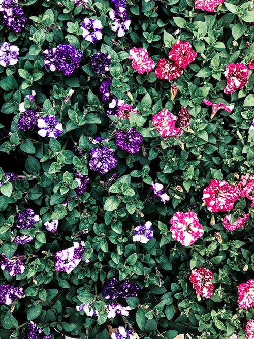 多彩多姿的花瓣花 · 免费素材图片