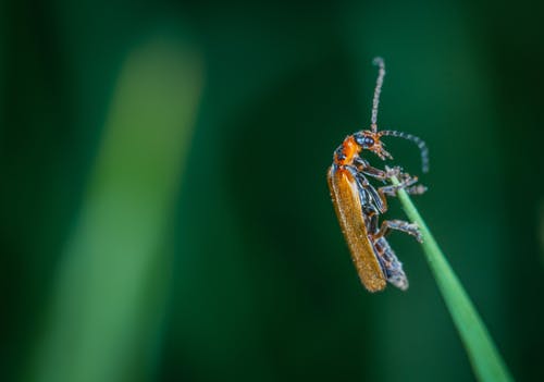 昆虫的宏观照片 · 免费素材图片