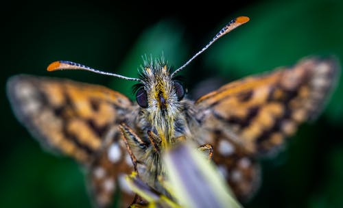 蝴蝶的选择性聚焦摄影 · 免费素材图片