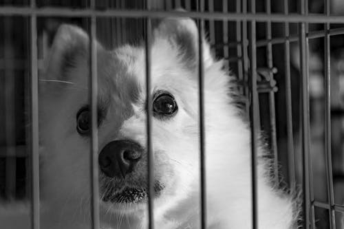 笼子里的狗的灰度摄影 · 免费素材图片