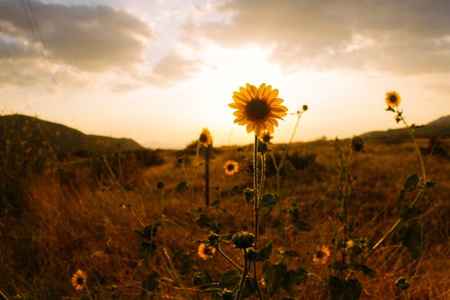 棕褐色摄影上的向日葵 · 免费素材图片