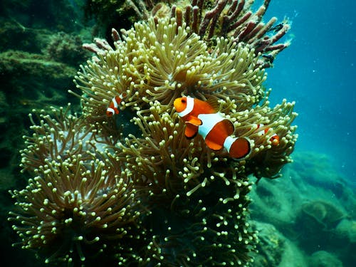 红色和白色小丑鱼在水之下 · 免费素材图片
