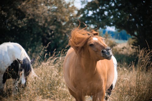 棕色和白色的马 · 免费素材图片