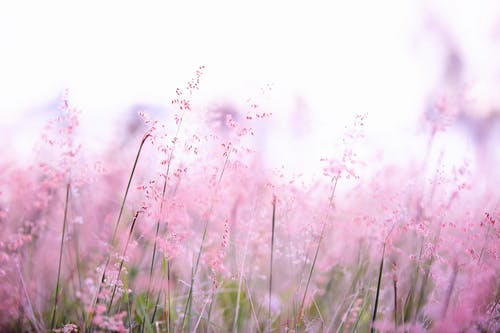 粉色花朵摄影 · 免费素材图片
