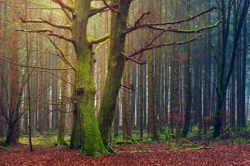 白天的林木 · 免费素材图片
