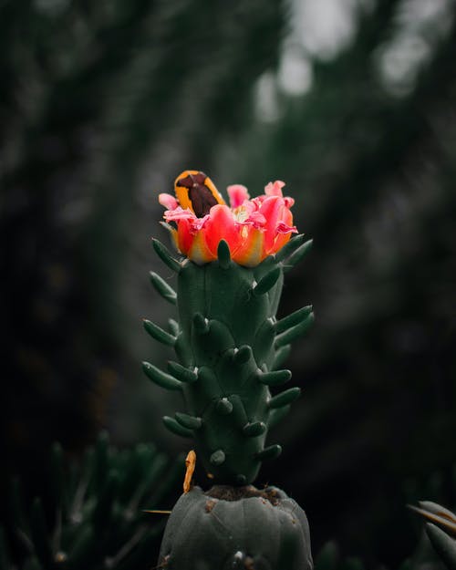 粉色仙人掌花的选择性聚焦摄影 · 免费素材图片