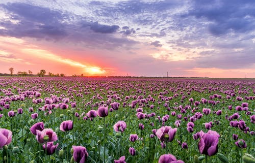 紫色花瓣花园 · 免费素材图片