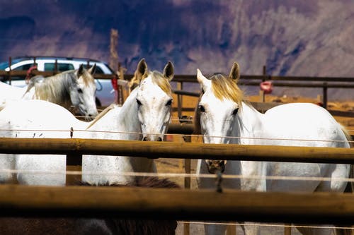 谷仓里的三匹白马 · 免费素材图片