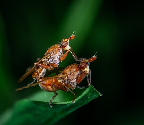 叶上的两个苍蝇的宏观摄影 · 免费素材图片