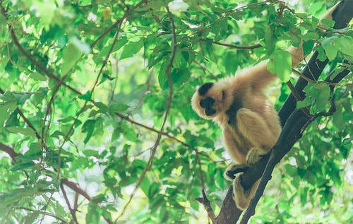 猴子的特写摄影 · 免费素材图片