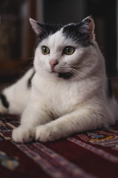 黑白猫的选择性聚焦摄影 · 免费素材图片