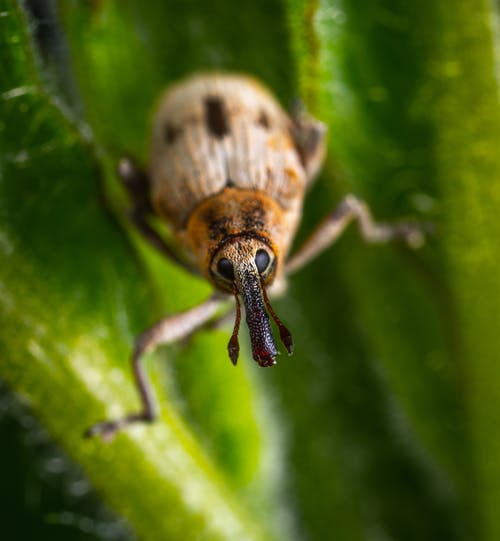 宏观昆虫摄影中的棕色昆虫 · 免费素材图片