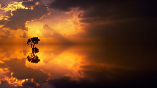 一棵树在日落时的剪影 · 免费素材图片