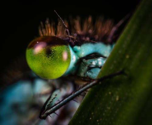 昆虫眼的选择性聚焦摄影 · 免费素材图片