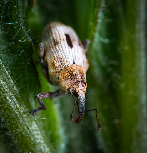 黑色和棕色的甲虫的微距摄影 · 免费素材图片