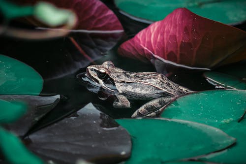 棕色青蛙在睡莲叶旁边的特写摄影 · 免费素材图片