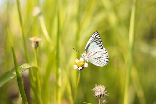 灌木上的白蝴蝶和黑蝴蝶 · 免费素材图片