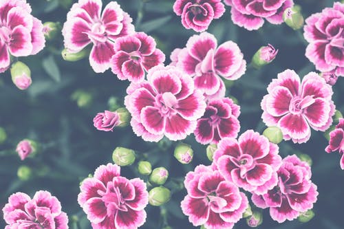 红玫瑰床 · 免费素材图片