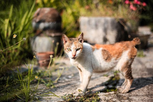 猫的照片 · 免费素材图片