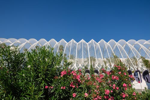粉色夹竹桃花 · 免费素材图片