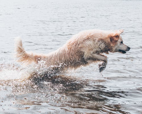 在水体上的长涂棕狗 · 免费素材图片