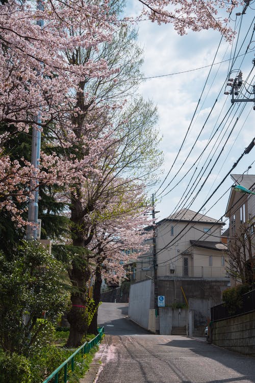 道路摄影旁边的樱花树 · 免费素材图片