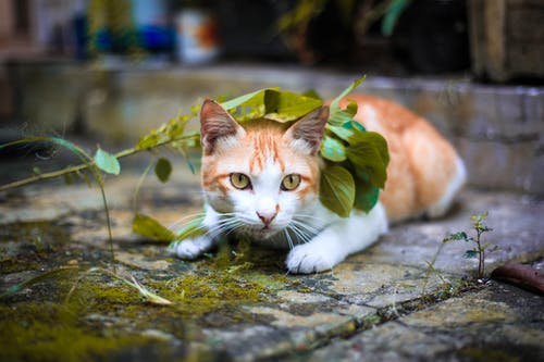 橙色和白色的虎斑猫躺在苔藓灰色的路面上，绿叶下的选择性焦点照片 · 免费素材图片