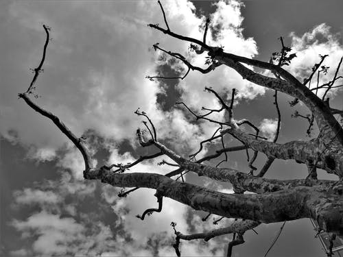 裸树的灰度摄影 · 免费素材图片