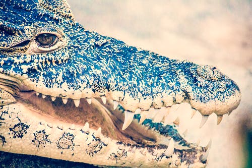黑鳄鱼的微距摄影 · 免费素材图片