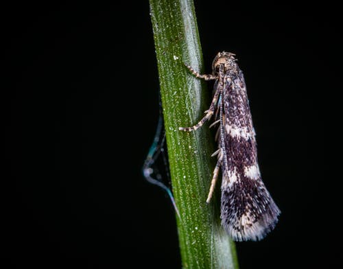 绿色的茎上的白色和黑色树料斗的宏观照片 · 免费素材图片