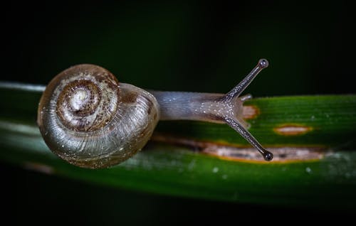 灰蜗牛 · 免费素材图片