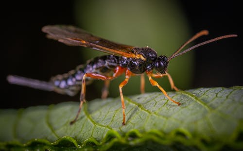 黑黄蜂栖息在绿叶特写摄影 · 免费素材图片