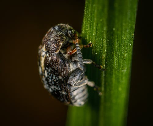 黑甲虫的选择性聚焦摄影 · 免费素材图片