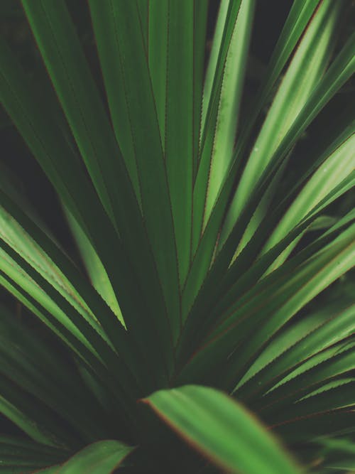绿色的植物的特写照片 · 免费素材图片