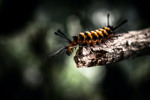 棕色和黑色蠕虫的浅焦点摄影 · 免费素材图片